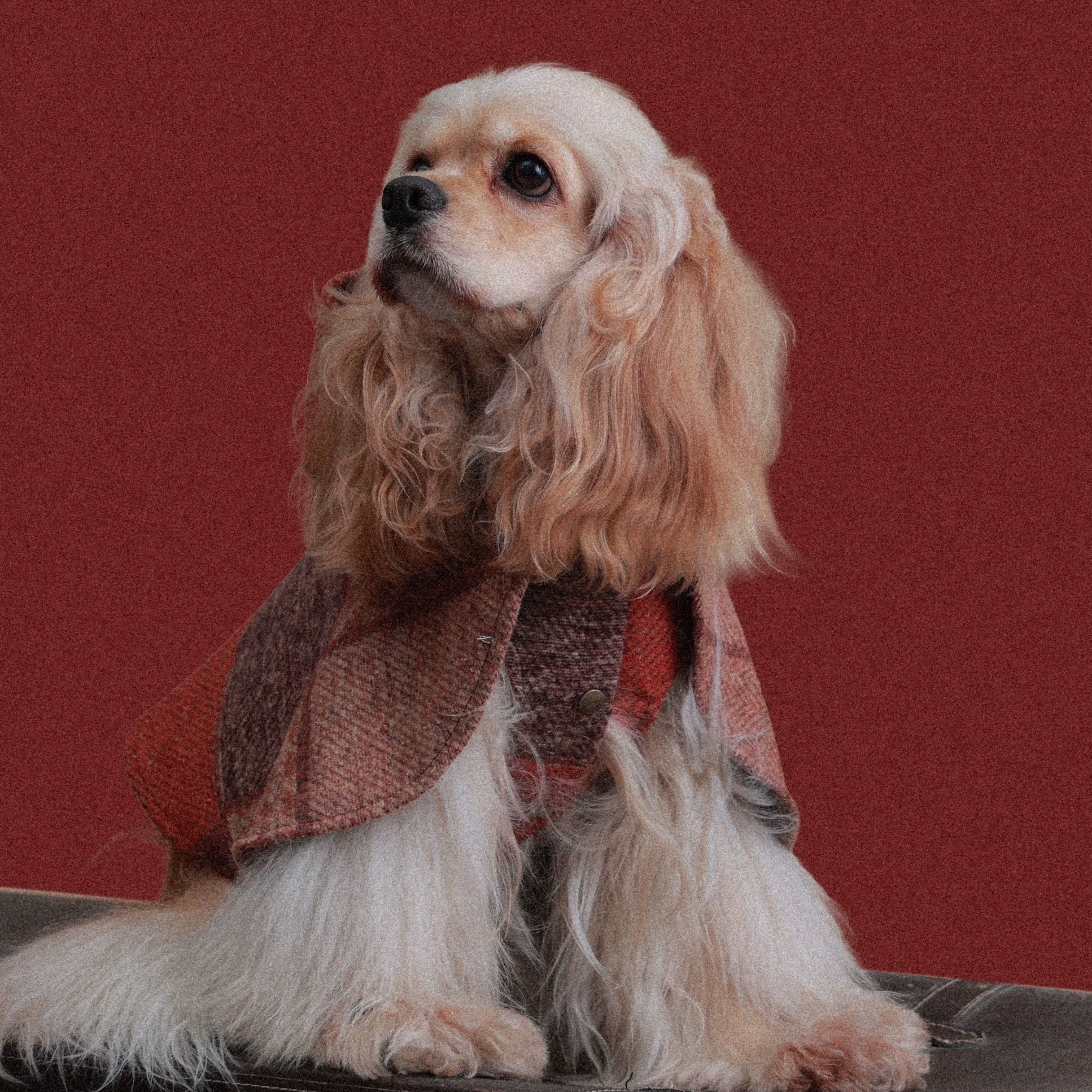 The Palette of Autumn Wool pet cape