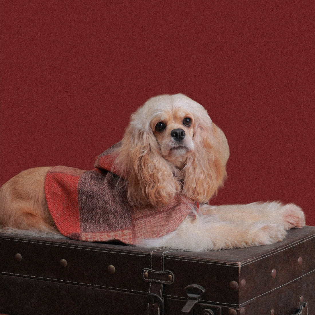 The Palette of Autumn Wool pet cape