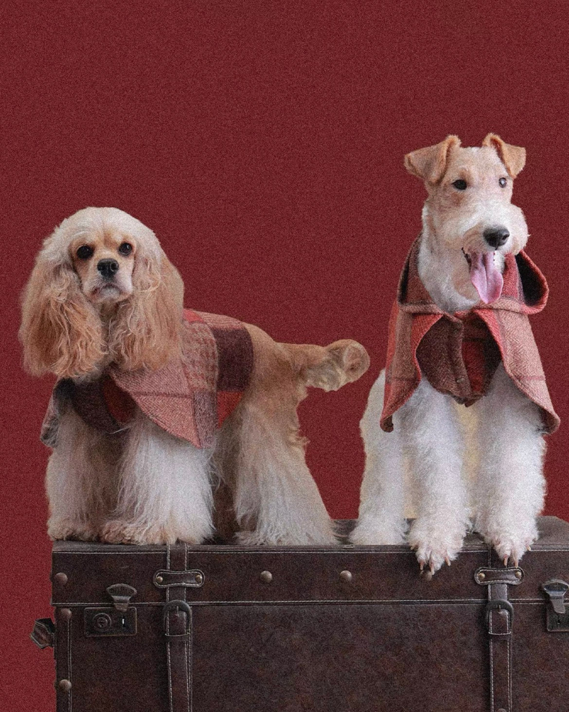 The Palette of Autumn Wool pet cape