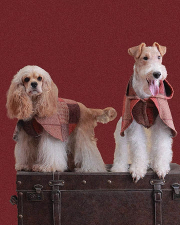 The Palette of Autumn Wool pet cape