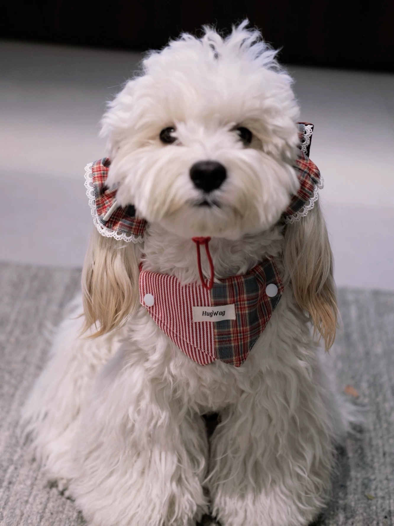 Red Plaid Festive Fido Set: Ear Flower & Reversible Bandana