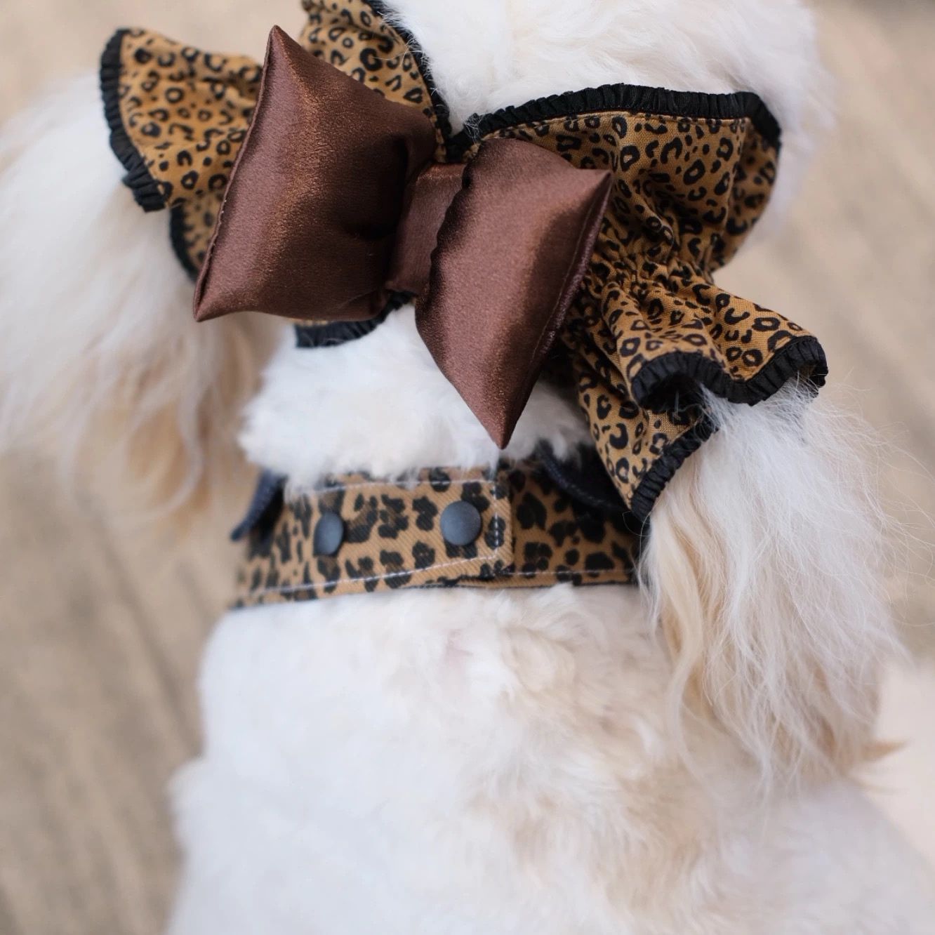 The Urban Leopard & Denim collection